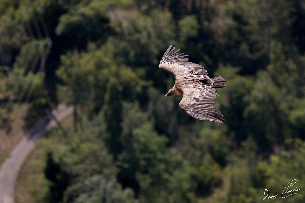 Vautour Fauve en vol au dessus de Rémuzat
